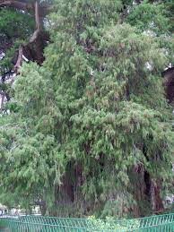A giant specimen of montezuma cypress more than 2,000 years old with a girth of 165 feet at santa maria del tulesome say the tule tree is the world's largest. Mexico In Pictures The Ahuehuete Tree Plant Talk