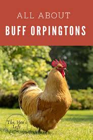 Home The Hen S Loft In 2020 Buff Orpington Chickens Chicken Breeds Buff Orpington
