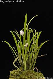 Image result for Polystachya aconitiflora