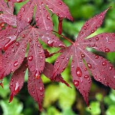 Jul 01, 2021 · with so many different sizes, colors and leaf shapes, it's hard to describe a typical japanese maple, but without exception, these attractive trees with their refined growth habit are an asset to the home landscape. Bloodgood Japanese Maple Tree Naturehills Com