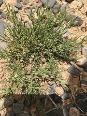 Image result for Thesium magnifructum