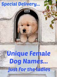 As a dog owner, you know your little lady is the cutest, sweetest, smartest, best dog on the planet. Female Dog Names Popular Ideas For The Cute Girl Puppy