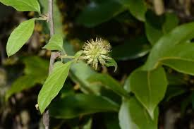 Image result for Blepharispermum