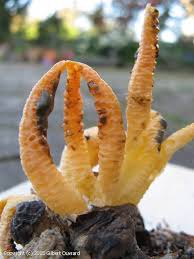 Image result for Pseudocolus schellenbergiae