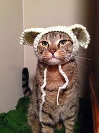 Upon arriving, ruby spotted the cute kitten and she immediately gave him a pink winter cap she had knitted herself, just finished it actually. Yarning4asmile Cats In Hats 30 Knit And Crochet Patterns For Your Kitty