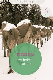 Rosen Winterfest Machen 8 Tipps Winterfest Machen Winterfest Rosen Uberwintern