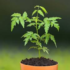 Mana nak cari daun semambu. Anak Pokok Semambu Neem Saiz Bajet Shopee Malaysia