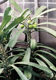 Image result for Euphorbia matabelensis