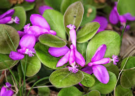 Image result for Polygala