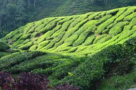 Bosan gk kan kdg2 2. 22 Perkara Dan Tip Yang Ingin Aku Kongsikan Semasa Bercuti Di Cameron Highland