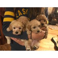 At one time we planned on breeding maltese. Apricot Maltipoo Puppy For Sale In Portsmouth New Hampshire Puppies For Sale Near Me