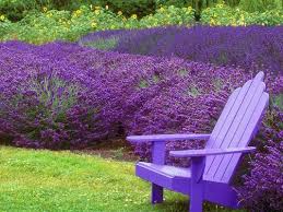 9 Plants That Bug Bugs Including Mosquitoes Lavender Companion Plants Mosquito Repelling Plants Plants