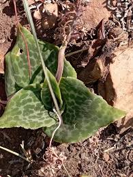Image result for Ledebouria cordifolia