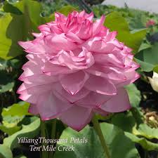 There are 43 thousand petal lotus for sale on etsy, and they cost $43.69 on average. Yiliang Thousand Petals Beautiful Lotus Flower Collections Ten Mile Creek Nursery