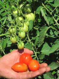 Plants reach 18 to 24 inches. Heinz 2653 Organic Paste Tomato Fedco Seeds