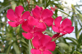 Image result for Nerium oleander