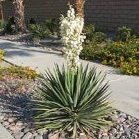 Adams Needle Yucca Filamentosa Yucca Plant Plants