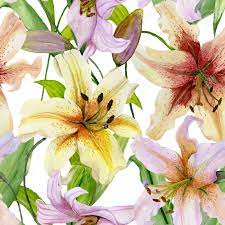 Like many flowers, tiger lilies prefer to grow in a sunny location. Beautiful Lily Flowers With Green Leaves On White Background Stock Photo Picture And Royalty Free Image Image 98594722