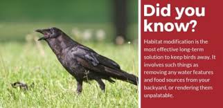 Birds can nest in gutter downspouts if there is a horizontal section of pipe near the entrance at the top, so avoid this gutter design. How To Keep Birds Away 5 Expert Ideas Pest Strategies