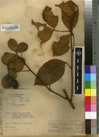 Image result for Ritchiea