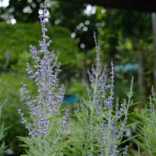 Image result for Perovskia atriplicifolia 'blue spire'