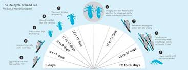 Image result for lice life cycle