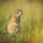 Image result for Cynomys gunnisoni obrázek