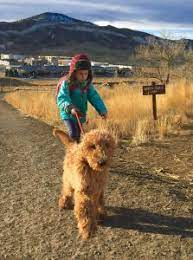 The pups will be shades of apricot. Goldendoodle Puppies In Colorado 2021 Top 6 Breeders We Love Doodles