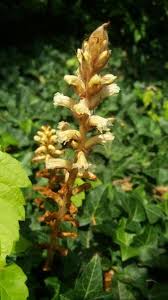 Image result for Orobanche minor