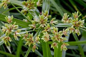 Image result for Cyperus nuerensis