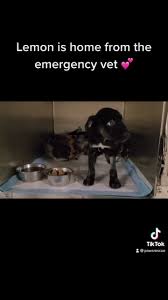 At paws 'n' play we love our pets so it must be no surprise that we also love pet rescues. Paws Home Facebook