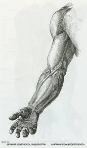 Sohranyonnye Fotografii 122 Fotografii Anatomia Braco Desenho Anatomia Anatomia