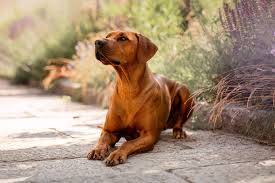 Image result for rhodéský ridgeback