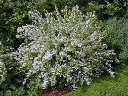 Image result for Deutzia scabra