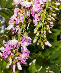 Image result for Gliricidia sepium