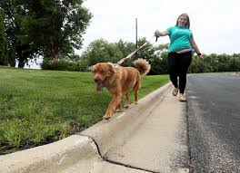 Does recommend booking in advance for those early most of the dog walkers are pet advocates, volunteers in the pet community, vet techs, shelter volunteers, etc. Could I Be An App Approved Dog Walker Sure Was It Worth It Maybe Star Tribune