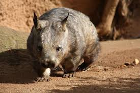 Image result for Southern hairy-nosed wombat
