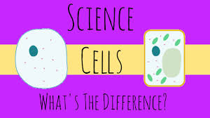 (this server is not operated by the mods of r/gcse). Animal And Plant Cells What Is The Difference Gcse Biology Youtube