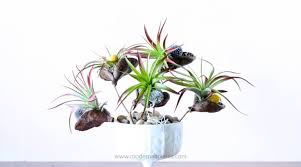 We did not find results for: Design Modern Air Plants
