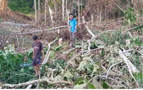 Sistem pancur kering dan basah. Ytprayeh Com Nobakgh Mengenal Sistem Peladangan Dayak Kancikgh 5