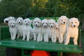 Black And White Standard Poodle Puppies For Sale A Plethora Of Poodles Poodle Puppy Standard Poodle Poodle
