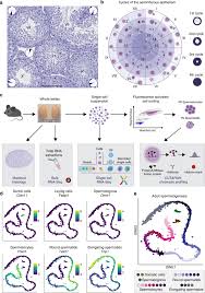 Upon moving into their luxurious new home in an affluent neighborhood, a married couple are soon befriended by their neighbors and introduced to the world of swinging and lurid sex. Staged Developmental Mapping And X Chromosome Transcriptional Dynamics During Mouse Spermatogenesis Nature Communications