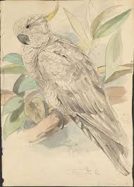 Illustrations Of The Family Of The Psittacidae Or Parrots Lear S Parrots The Prequel Animal Paintings