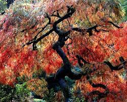 Beautiful Portland Japanese Garden I Was There A Couple Years Ago A Peace Filled Place Beautiful Nature Pictures Portland Japanese Garden Japanese Garden