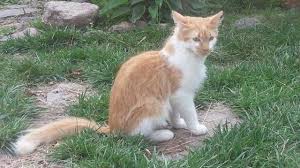 If you are interested in purchasing a maine. Maine Coon Mix Kittens For Sale In Corcoran Minnesota Classified Americanlisted Com