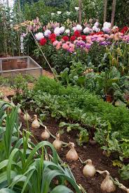 Vegetables Growing With Flowers Giant Walla Walla Onions Beets Leeks Carrots Chard Dahlias Coldframe Edib Vegetable Garden Design Potager Garden Plants