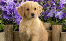 Are you an owner of a golden retriever puppy? Cute Dogs Wallpapers Cute Puppies Hd Wallpapers Beautiful Dog Breeds Golden Retriever Retriever Puppy