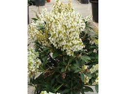 Image result for Pieris japonský debutante obrázek