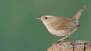 The Top 10 British Birdsongs The British Library