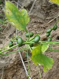 Image result for Cayaponia